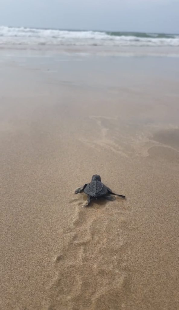 Las Alamandas Resort Review